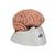 Классическая модель мозга, 5 частей - 3B Smart Anatomy, 1000226 [C18], Модели мозга человека (Small)