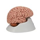 Cerveau classique, en 5 parties, 1000226 [C18], Mod&egrave;les de cerveaux (Small)