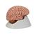 Menschliches Gehirnmodell "Klassik", 5-teilig - 3B Smart Anatomy, 1000226 [C18], Gehirnmodelle (Small)