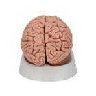 Cerveau classique, en 5 parties, 1000226 [C18], Mod&egrave;les de cerveaux (Small)