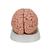 Classic Human Brain Model, 5 part - 3B Smart Anatomy, 1000226 [C18], Brain Models (Small)