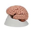 Cerveau classique, en 5 parties, 1000226 [C18], Mod&egrave;les de cerveaux (Small)