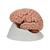 Cerveau classique, en 5 parties - 3B Smart Anatomy, 1000226 [C18], Modèles de cerveaux (Small)
