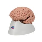 Cerveau classique, en 5 parties, 1000226 [C18], Mod&egrave;les de cerveaux (Small)