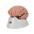 Классическая модель мозга, 5 частей - 3B Smart Anatomy, 1000226 [C18], Модели мозга человека (Small)