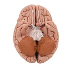 Cerveau classique, en 5 parties, 1000226 [C18], Mod&egrave;les de cerveaux (Small)