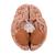 Classic Human Brain Model, 5 part - 3B Smart Anatomy, 1000226 [C18], Brain Models (Small)