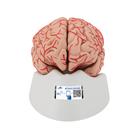 Модель мозга с артериями, 9 частей - 3B Smart Anatomy, 1017868 [C20], Модели мозга человека