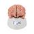 Модель мозга с артериями, 9 частей - 3B Smart Anatomy, 1017868 [C20], Модели мозга человека (Small)