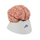 Cerveau avec art&egrave;res, en 9 parties, 1017868 [C20], Mod&egrave;les de cerveaux (Small)