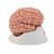 豪华型脑模型带动脉，9部分 - 3B Smart Anatomy, 1017868 [C20], 消化系统模型 (Small)