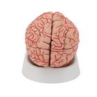 Human Brain Model with Arteries, 9 part, 1017868 [C20], Brain Models (Small)