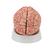 Cérebro com artérias, 9 partes, 1017868 [C20], Modelo de cérebro (Small)