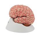 Cerveau avec art&egrave;res, en 9 parties, 1017868 [C20], Mod&egrave;les de cerveaux (Small)