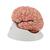 Модель мозга с артериями, 9 частей - 3B Smart Anatomy, 1017868 [C20], Модели мозга человека (Small)