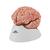 Cérebro com artérias, 9 partes, 1017868 [C20], Modelo de cérebro (Small)