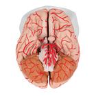 Human Brain Model with Arteries, 9 part, 1017868 [C20], Brain Models (Small)