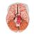 Cerveau avec artères, en 9 parties - 3B Smart Anatomy, 1017868 [C20], Modèles de cerveaux (Small)