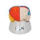 Cérebro neuro-anatômico, 8 partes, 1000228 [C22], Modelo de cérebro