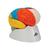 彩色分区脑模型，8部分 - 3B Smart Anatomy, 1000228 [C22], 消化系统模型 (Small)