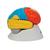 彩色分区脑模型，8部分 - 3B Smart Anatomy, 1000228 [C22], 消化系统模型 (Small)
