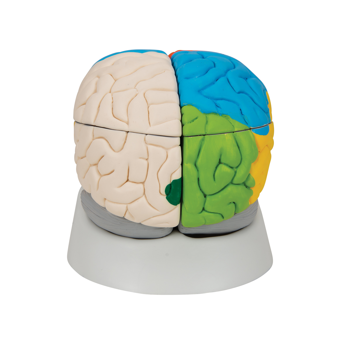 Modèle anatomique cerveau humain en 8 parties - Jeulin