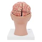 Cerveau avec art&egrave;res, mont&eacute; sur base de la t&ecirc;te, en 8 parties, 1017869 [C25], Mod&egrave;les de cerveaux (Small)