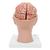 Cerveau avec artères, monté sur base de la tête, en 8 parties - 3B Smart Anatomy, 1017869 [C25], Modèles de cerveaux (Small)
