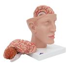 Cerveau avec art&egrave;res, mont&eacute; sur base de la t&ecirc;te, en 8 parties, 1017869 [C25], Mod&egrave;les de cerveaux (Small)