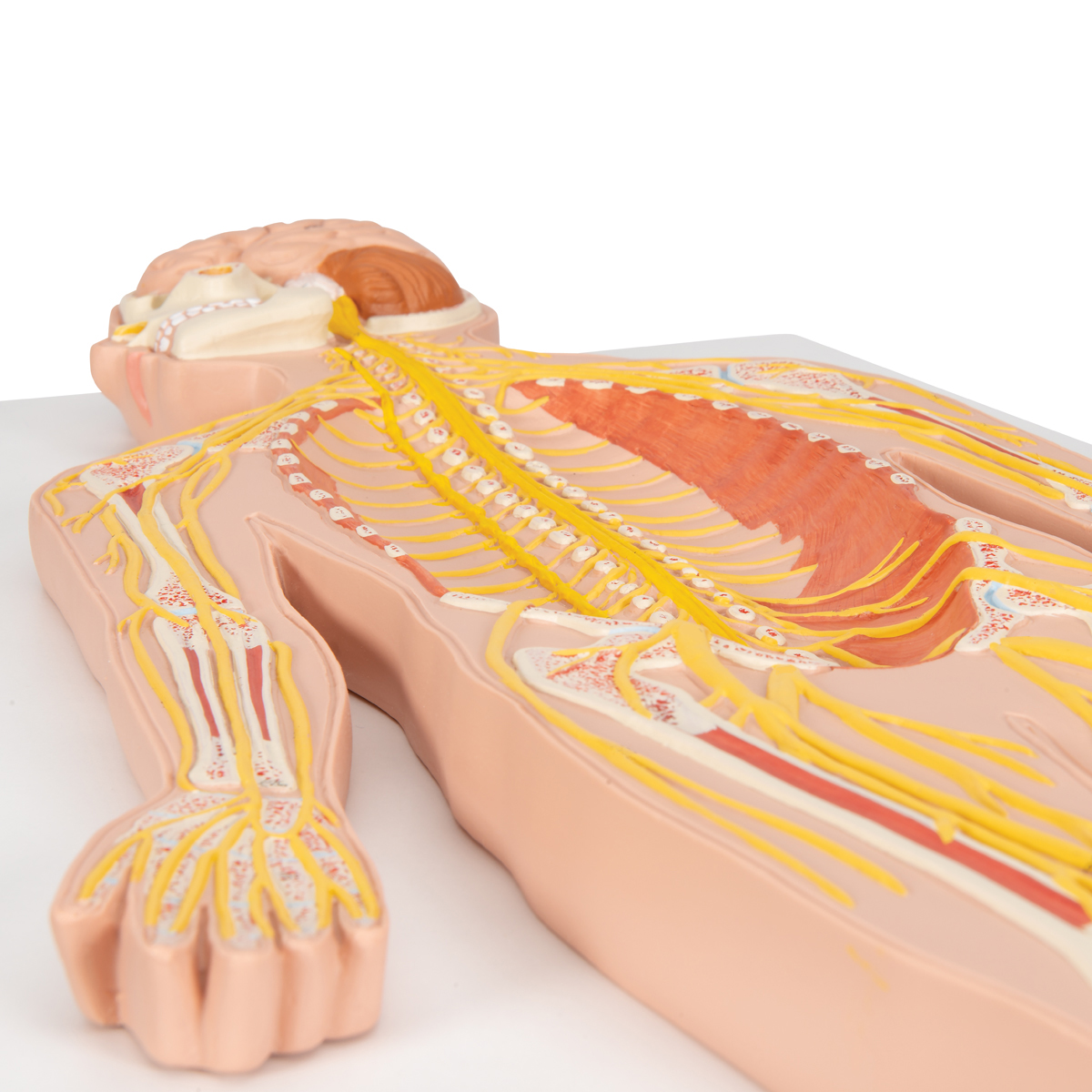 Anatomical Teaching Model  Plastic Nervous System Model