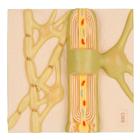 Bainha de mielina do SNC, 1000234 [C40/2], Modelo de sistema nervoso