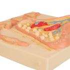 Synapse, 1000237 [C40/5], Nervous System Models (Small)