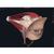 Licence Complete Anatomy - Professional, 10262 [CA-PRO], Complete Anatomy (Small)