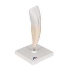 Lower Incisor Human Tooth Model, 2 part, 1000240 [D10/1], Dental Models (Small)