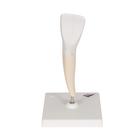 Lower Incisor Human Tooth Model, 2 part, 1000240 [D10/1], Dental Models (Small)