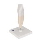 Lower Incisor Human Tooth Model, 2 part, 1000240 [D10/1], Dental Models (Small)