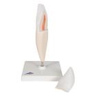 Lower Incisor Human Tooth Model, 2 part, 1000240 [D10/1], Dental Models (Small)