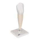 Lower Canine Human Tooth Model, 2 part, 1000241 [D10/2], Dental Models (Small)
