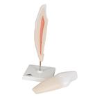 Lower Canine Human Tooth Model, 2 part, 1000241 [D10/2], Dental Models (Small)