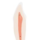 Lower Canine Human Tooth Model, 2 part, 1000241 [D10/2], Dental Models (Small)