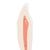 Lower Canine Human Tooth Model, 2 part - 3B Smart Anatomy, 1000241 [D10/2], Dental Models (Small)