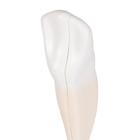 Lower Canine Human Tooth Model, 2 part, 1000241 [D10/2], Dental Models (Small)