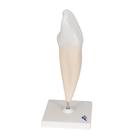 Lower Canine Human Tooth Model, 2 part, 1000241 [D10/2], Dental Models (Small)