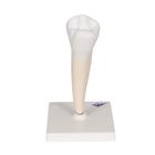 Lower Single-Root Pre-Molar Human Tooth Model, 1000242 [D10/3], Dental Models (Small)