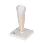 Lower Single-Root Pre-Molar Human Tooth Model, 1000242 [D10/3], Dental Models (Small)