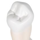 Primer molar inferior de ra&iacute;z sencilla, 1000242 [D10/3], Modelos dentales (Small)