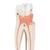 Upper Triple-Root Molar Human Tooth Model, 3 part - 3B Smart Anatomy, 1017580 [D10/5], Dental Models (Small)