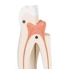 Upper Triple-Root Molar Human Tooth Model, 3 part, 1017580 [D10/5], Dental Models (Small)