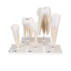 Serie de modelos dentales , 5 modelos - 3B Smart Anatomy, 1017588 [D10], Modelos dentales