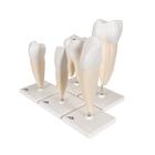 Serie de modelos dentales , 5 modelos, 1017588 [D10], Modelos dentales (Small)